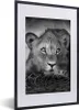 MuchoWow® Gerahmtes Poster Wildtiere - Löwe - Natur - Produktbild-Vorschau 1