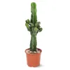Euphorbe eritrea - cowboy cactus - ↕ 90-100 cm - ⌀ 19 cm - Voir les images du produit 1