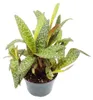 Scilla violacea "Leopard Lily" - Tijgerbloem, 12 cm Productafbeelding-voorbeeld 3