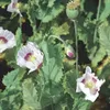 Buzzy Poppy Flowers Graines de pavot à opium - Environ 1 gr Voir les images du produit 2