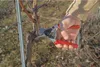 FELCO 12 Gartenschere mit Drehgriff für Rechtshänder, Produktbild-Vorschau 13