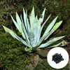 Exotická semena - balení 5 ks - Mrazuvzdorná - Agave Náhled obrázku produktu 1