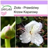 SAFLAX - Zioła - Prawdziwy Krzew Kaparowy - 25 Nasiona - Podgląd zdjęcia produktu 10