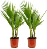 Bloomique - Lot de 2 - Washingtonia Robusta - Palmier Voir les images du produit 1