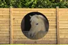 MuchoWow® Gartenposter Outdoor-Poster Rund Fjordpferd in Produktbild-Vorschau 3