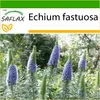 SAFLAX - Modrá - Viper's Bugloss - Echium fastuosa - 100 Náhľad obrázku produktu 9