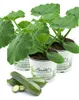 Enseleits 3er Set Zucchini Pflanze grün (Cucurbita pepo), Produktbild-Vorschau 1