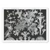 MuchoWow® Mauspad Mousepad Kunst - Koralle - Ernst Haeckel Produktbild-Vorschau 1