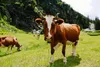 Schwarzwaldmilch  - H-Vollmilch 3,5%, 12 x 1 Liter Produktbild-Vorschau 5