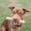 4DOGS Zimtbaum-Kauartikel, Größe L Produktbild-Vorschau 3