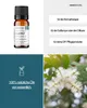 Cajeput (10ml) - naturreines, ätherisches Öl von wesentlich Produktbild-Vorschau 2