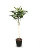 Japoński Wollmispel, Eriobotrya Japonica, Mispel 150cm Podgląd zdjęcia produktu 1