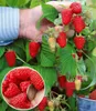 BALDUR-Garten 2x Riesenhimbeere Primeberry® Autumn Happy®, Produktbild-Vorschau 1