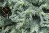 Larix kaempferi, Japanische Lärche, 80–100 cm Produktbild-Vorschau 4