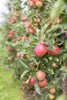 Malus 'Gala', Apfelbaum, 40 cm Stammhöhe Produktbild-Vorschau 7