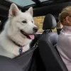 Tapis de voiture pour chien – Protection des sièges – Voir les images du produit 3