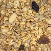 20 kg bezłuskowej karmy premium dla dzikich ptaków Podgląd zdjęcia produktu 5