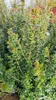 Myrtus communis ssp tarentina / Myrte de Tarente Voir les images du produit 2
