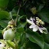 Set van 4 passievruchtplanten – Passiflora edulis Productafbeelding-voorbeeld 2