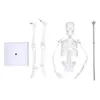 45CM mini model kostry, PVC, kostní struktura lidského těla Náhled obrázku produktu 1