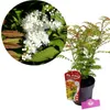Sorbaria sorbifolia "Sem", ihličnany, 3-litrový kvetináč Náhľad obrázku produktu 1