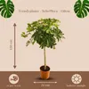 Famanu Schefflera auf Stamm - Vingerpflanze - Höhe 120-140 Produktbild-Vorschau 4