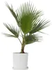 A potted palm plant against a white background. Podgląd zdjęcia produktu