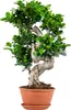 Bloomique – Ficus Ginseng – S-Form – Bonsai – Zimmerpflanze Produktbild-Vorschau 1