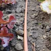 Regentonnentropfrohr für Gemüsebeet (RWK50) Produktbild-Vorschau 3