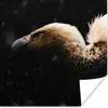 MuchoWow® Poster Geier - Weiß - Schwarz 75x75 cm - Wand Produktbild-Vorschau 1