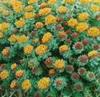 Rhodiola rosea, Rosenwurz, ca. 9x9 cm Topf, robust Produktbild-Vorschau 2
