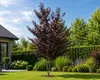 Blutpflaume Prunus cerasifera 'Pissardii' ca. 200 cm | Produktbild-Vorschau 3