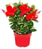 Dipladenia - Gelsomino del Cile - vaso da 10 cm - set di 3 Anteprima dell’immagine prodotto 2