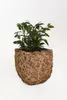 VIVANNO Pot de fleurs jacinthe d'eau WILD cube, naturel Voir les images du produit 8