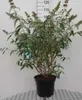 Buddleja dav. 'White Profusion' - Krzew motylkowy Pojemnik Podgląd zdjęcia produktu 1