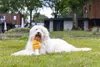 Beeztees Hundespielzeug Apawrol aus Plüsch orange Produktbild-Vorschau 4