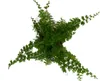 Gardners Nephrolepis, průměr 6 cm Náhled obrázku produktu 3