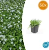 Biala Isotoma fluviatilis 'Alba' 10 - 25cm, srednica 9cm, Podgląd zdjęcia produktu 2