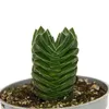 Sukulent - Crassula Buddha's Temple - Mini hrubý list - 6cm Náhľad obrázku produktu 3