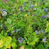 A close-up view of a blueberry bush with ripe blueberries and green leaves. Anteprima dell’immagine prodotto