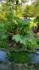 Gunnera manicata / Rhubarbe géante du Brésil Voir les images du produit 3