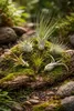 OmniPlants – Tillandsien 5er-Mix mit EXTRA T. fuchsii var Produktbild-Vorschau 4