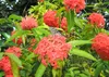 Ixora coccinea (kwiat pawia)  – 3 nasiona Podgląd zdjęcia produktu 2