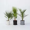 Mieszanka palm ogrodowych - 6 szt - Wysokość 50-70cm - Podgląd zdjęcia produktu 5