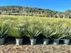 A nursery or garden center with rows of potted Yucca Rostrata plants in the foreground and a hillside with trees in the background. Podgląd zdjęcia produktu
