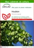 SAFLAX  - Houblon - 50 graines - Avec substrat - Humulus Voir les images du produit 1