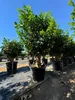 Rows of potted trees in a nursery or garden center. Produktbild-Vorschau