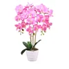 Lacers SmagragdLine Pflegeleichte Orchidee mit Topf Produktbild-Vorschau 4