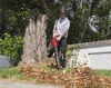 A young man is using a red and black leaf blower to clear leaves from the ground next to a large tree. Produktbild-Vorschau