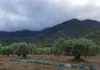 Griechischer Honig Melissotis – naturrein & unverfälscht – Produktbild-Vorschau 8